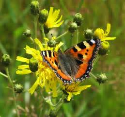 Bildergebnis für naturbilder